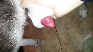 New masturbating dog in bedroom--_short_preview.mp4